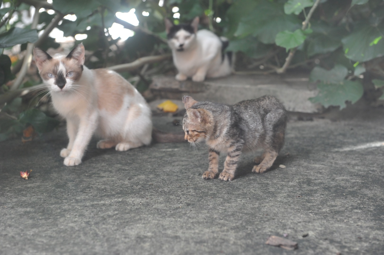 DSC_7373.JPG